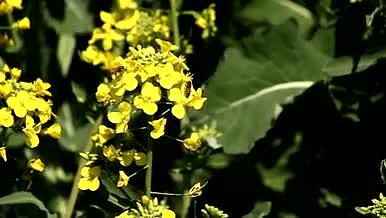 春天里的油菜花与蜜蜂视频的预览图